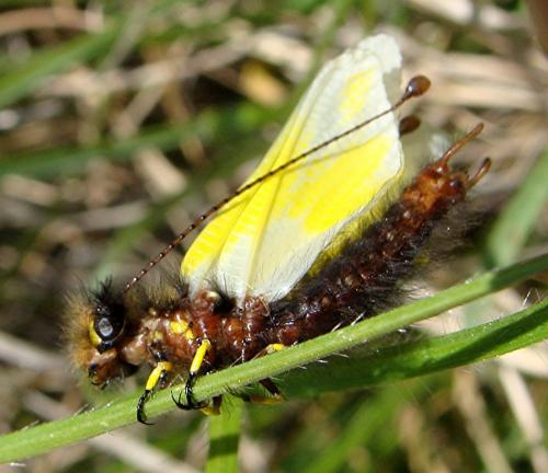 Libelloides coccajus
