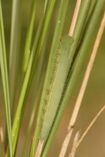 Lasiommata megera