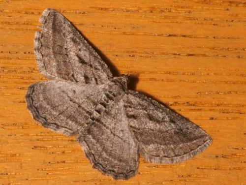 Rhoptria asperaria