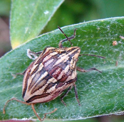 Odontotarsus purpureolineatus