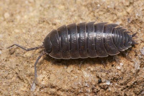 Réf. 82 688 : Porcellio orarum