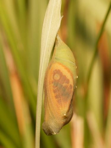 Lasiommata megera