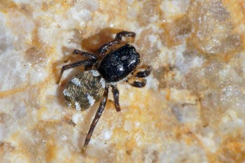 Réf. 82 092 : Salticus sp.