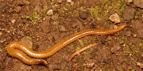Henia vesuviana