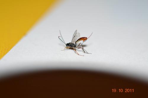 Réf. 82 024 : Venturia canescens