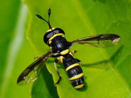 Ceriana vespiformis