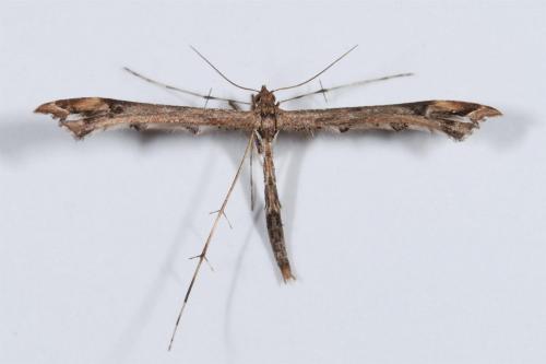 Amblyptilia acanthadactyla