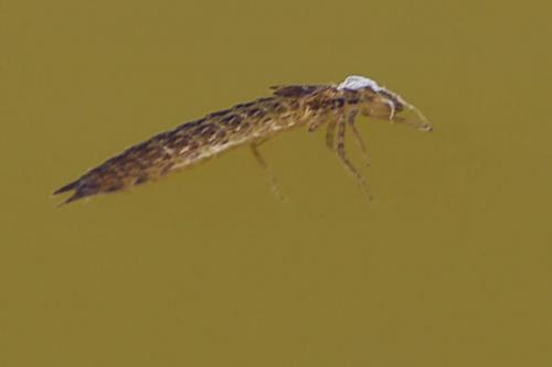 Aeshna cyanea