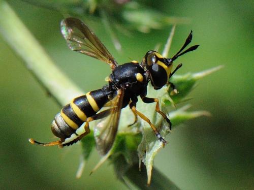 Conops flavipes