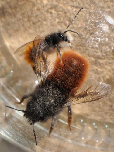 Osmia cornuta