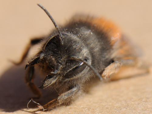 Osmia cornuta