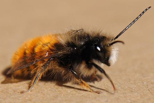 Osmia cornuta