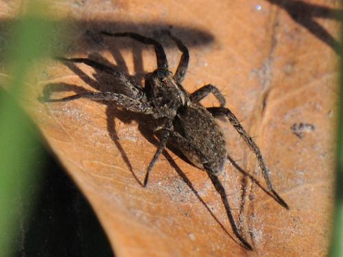 Pardosa sp.