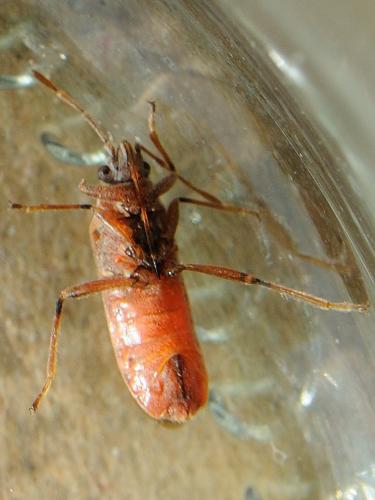 Arocatus roeselii