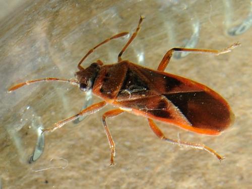 Arocatus roeselii