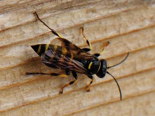 Gorytes sp.