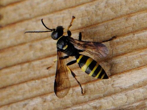 Réf. 82 474 : Gorytes sp.