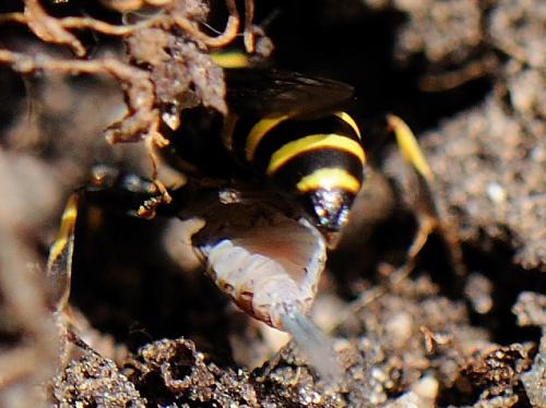 Réf. 82 475 : Gorytes sp.