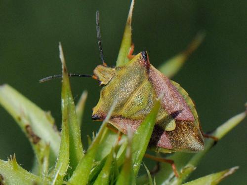 Carpocoris mediterraneus atlanticus
