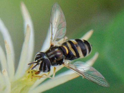 Paragus quadrifasciatus
