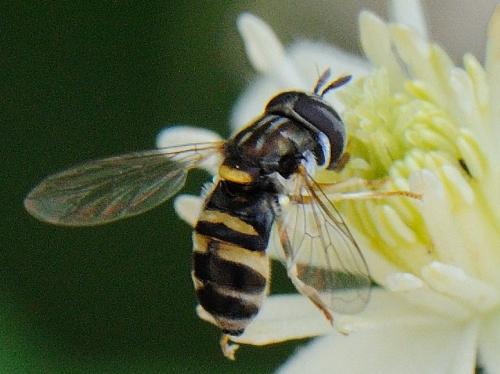 Paragus quadrifasciatus