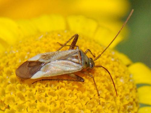 Réf. 82 675 : Adelphocoris sp.