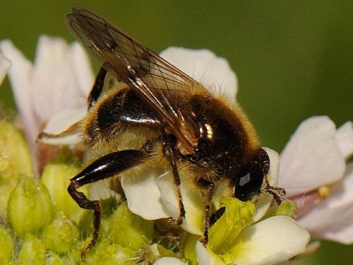 Réf. 82 792 : Brachypalpus valgus