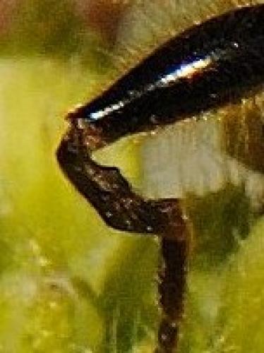 Brachypalpus valgus