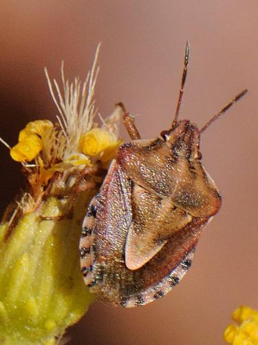 Antheminia absinthii