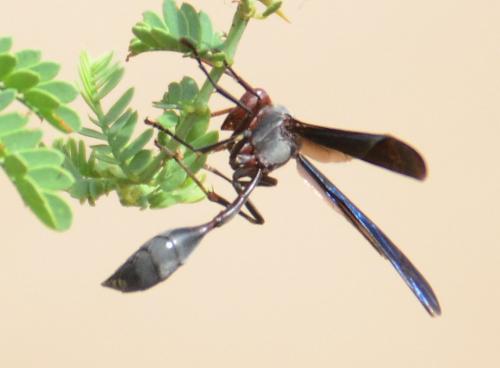 Belonogaster juncea