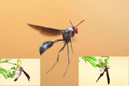 Belonogaster juncea