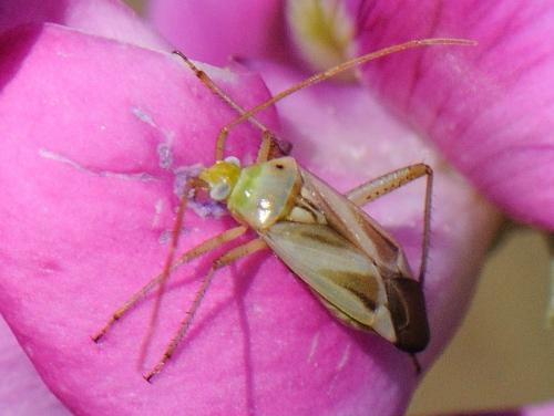 Réf. 82 676 : Adelphocoris sp.