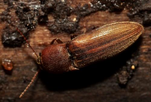 Agriotes lineatus