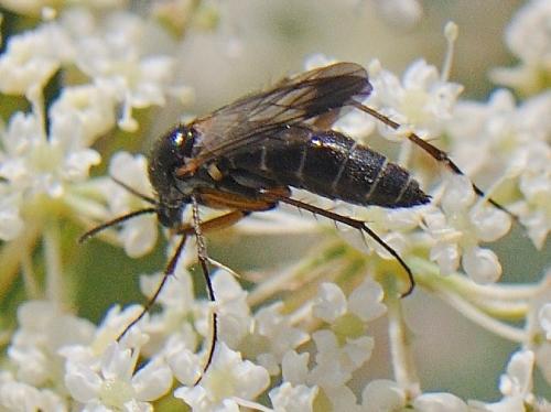 Greenomyia mongolica