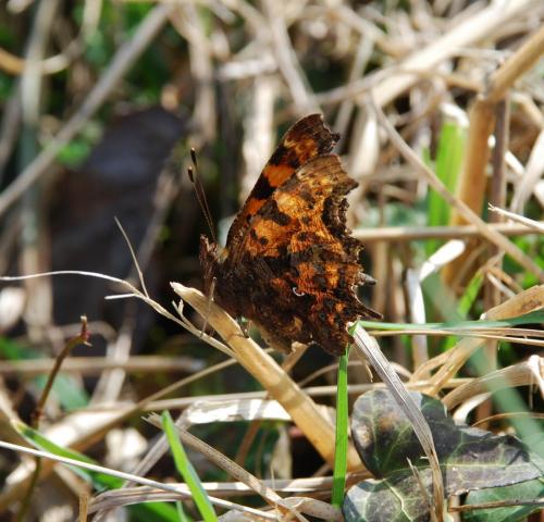 Polygonia c-album