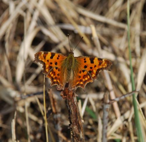 Polygonia c-album