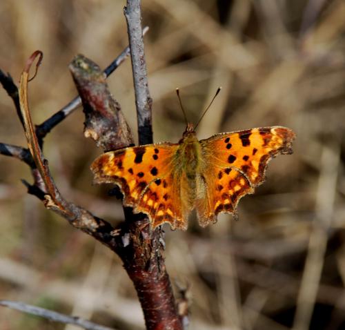 Réf. 82 632 : Polygonia c-album