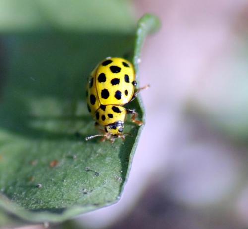Réf. 82 673 : Psyllobora vigintiduopunctata