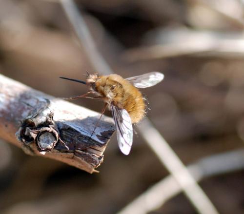 Bombylius major