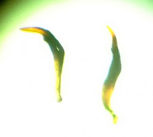 Salda sp.