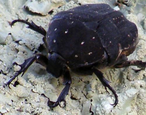 Netocia morio