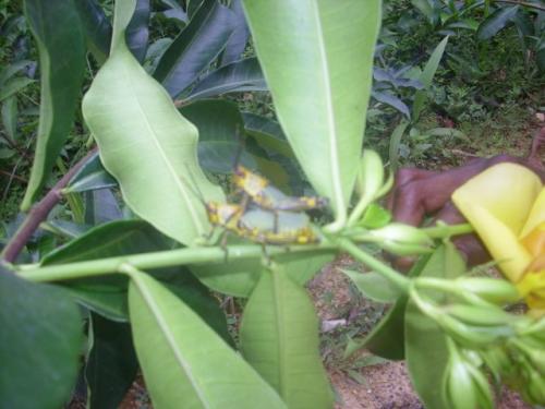 Zonocerus variegatus