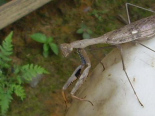 Polyspilota sp.