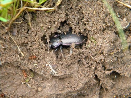Carabus nemoralis
