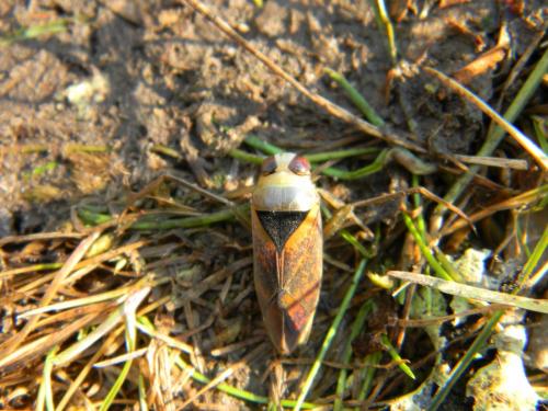 Notonecta maculata