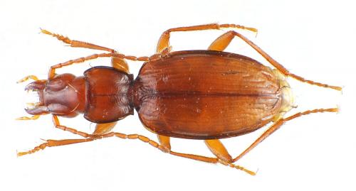 Duvalius delphinensis