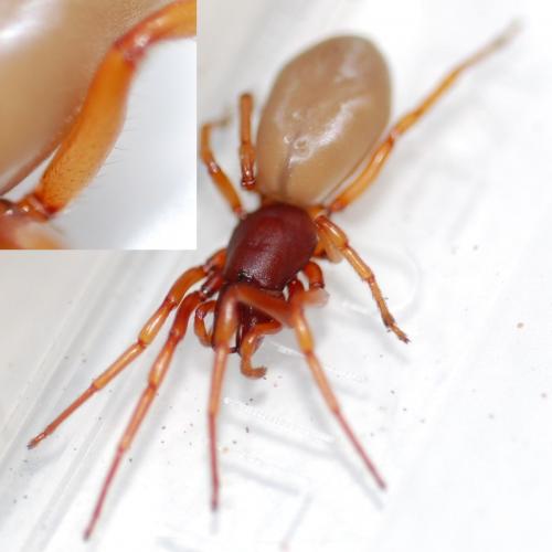Réf. 82 234 : Dysdera sp.