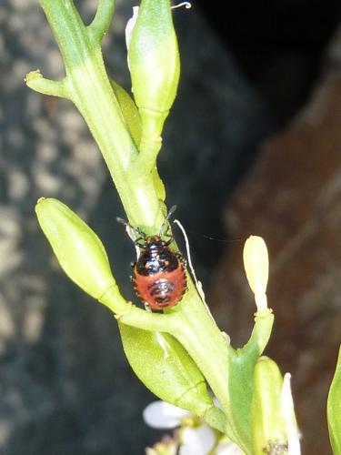 Eurydema herbacea