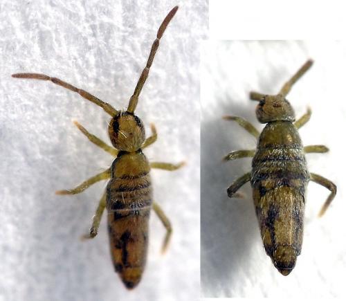 Entomobrya nivalis