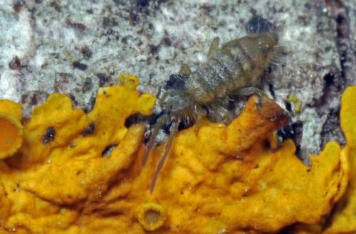 Entomobrya nivalis
